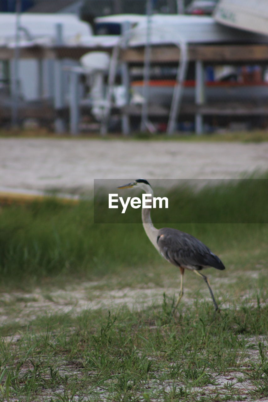 HERON ON A FIELD