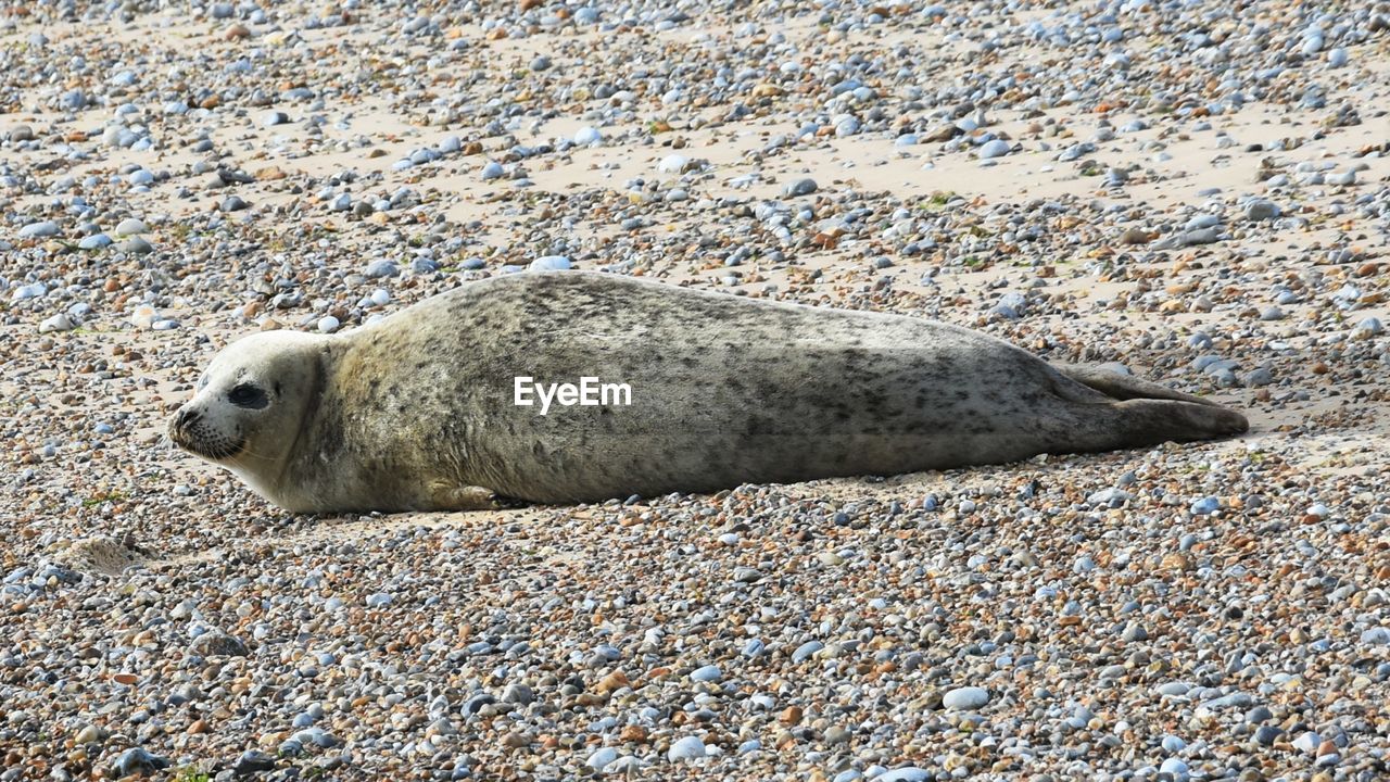 Close-up of seal on sand at beach