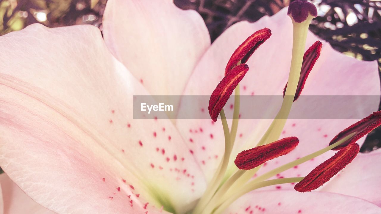 CLOSE-UP OF PINK LILY LILIES