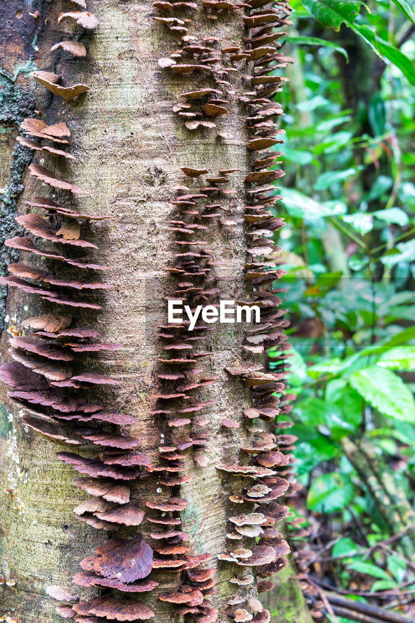 Close-up of plants