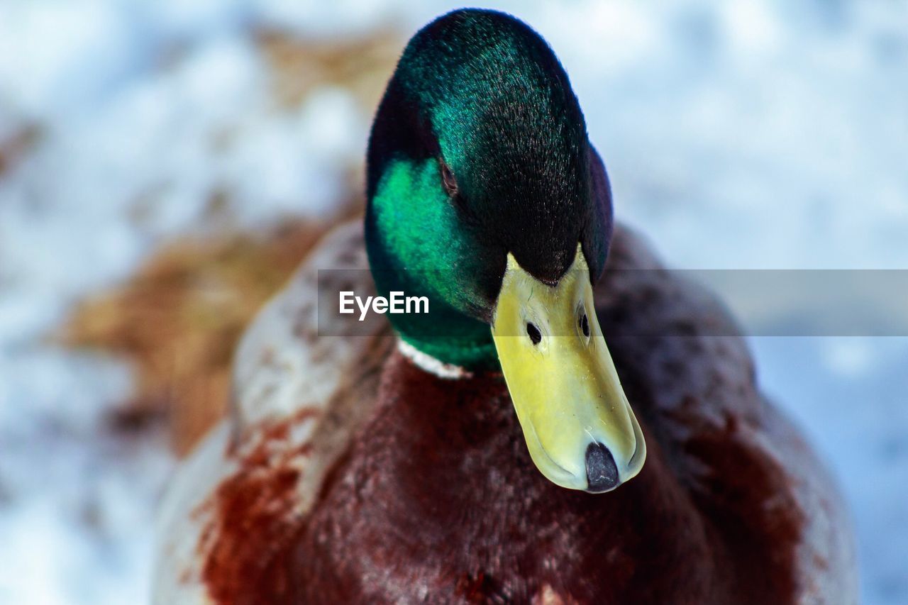 CLOSE-UP OF A DUCK IN A WATER