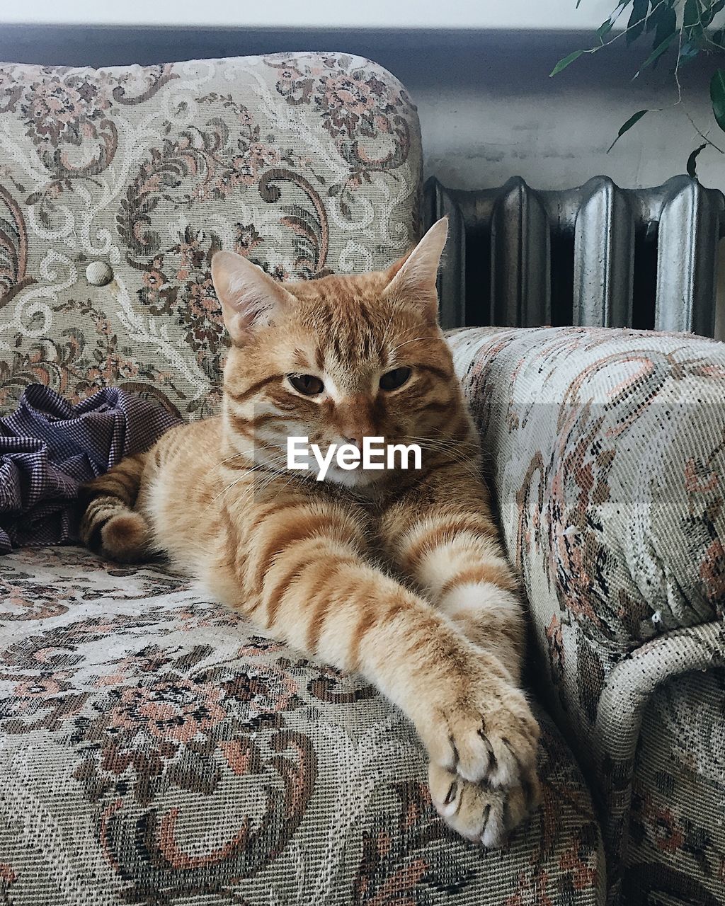 PORTRAIT OF CAT RELAXING ON SOFA