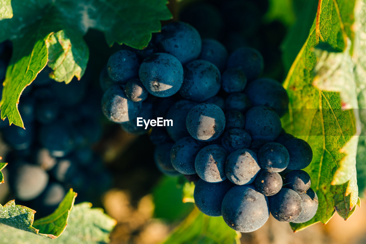 food and drink, food, healthy eating, fruit, agriculture, vineyard, grape, nature, plant, freshness, vine, growth, crop, leaf, landscape, plant part, produce, bunch, wine, winemaking, farm, rural scene, wellbeing, alcohol, drink, land, refreshment, no people, green, ripe, field, environment, close-up, beauty in nature, environmental conservation, outdoors, juicy, cultivated, winery, social issues, red grape, berry, grape leaves, organic, abundance, tree, blue, flower, day, business finance and industry, sunlight, macro photography