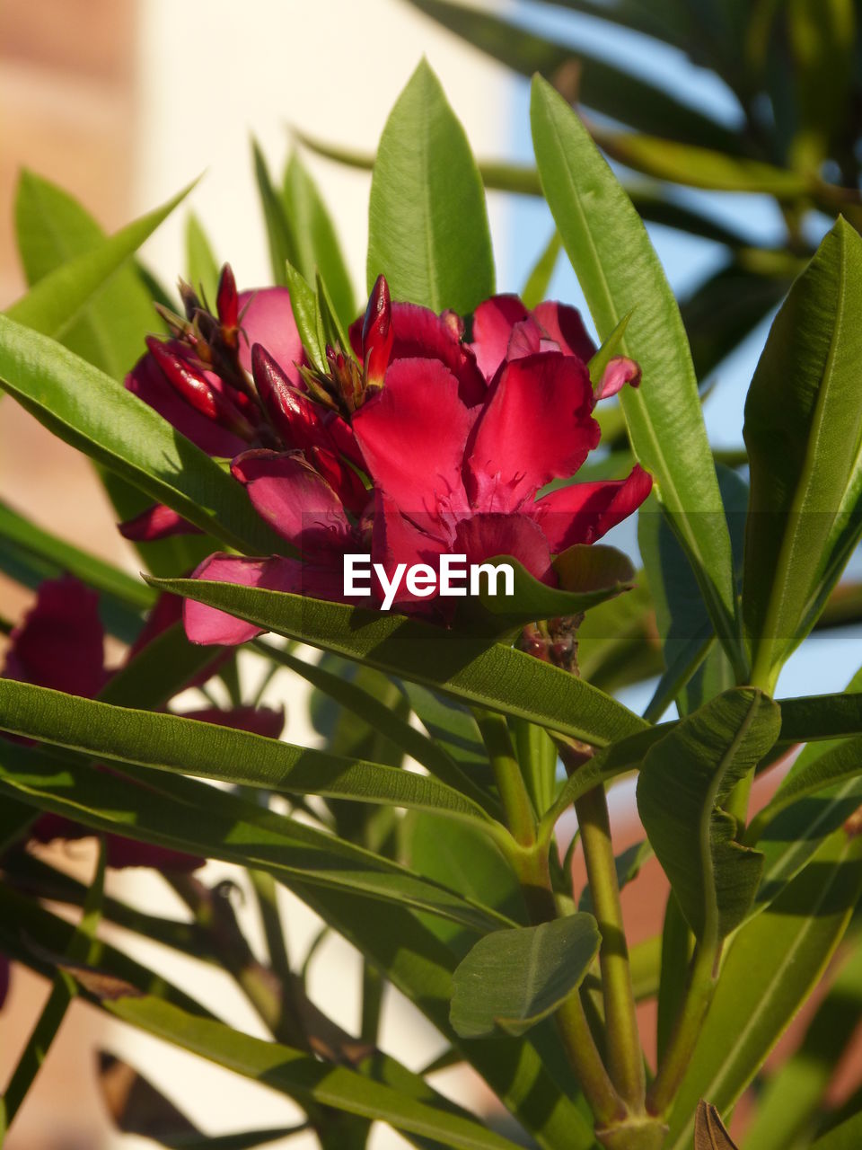 CLOSE-UP OF FLOWER BLOOMING