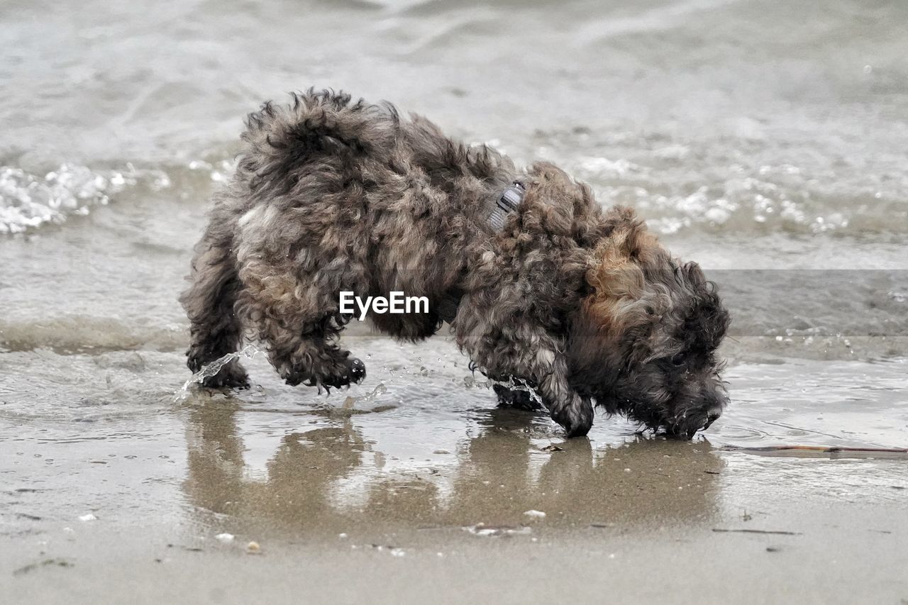 Portrait of dog running in lake