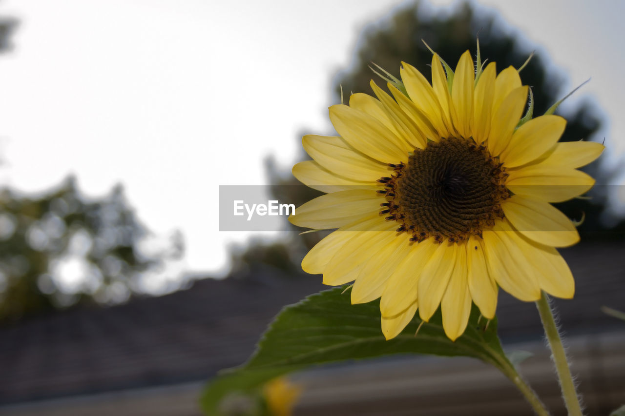 Close-up of yellow sunflower