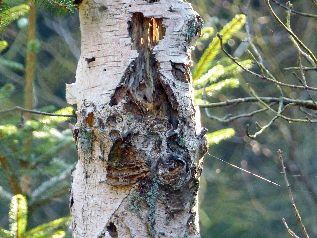 CLOSE-UP OF LIZARD ON TREE