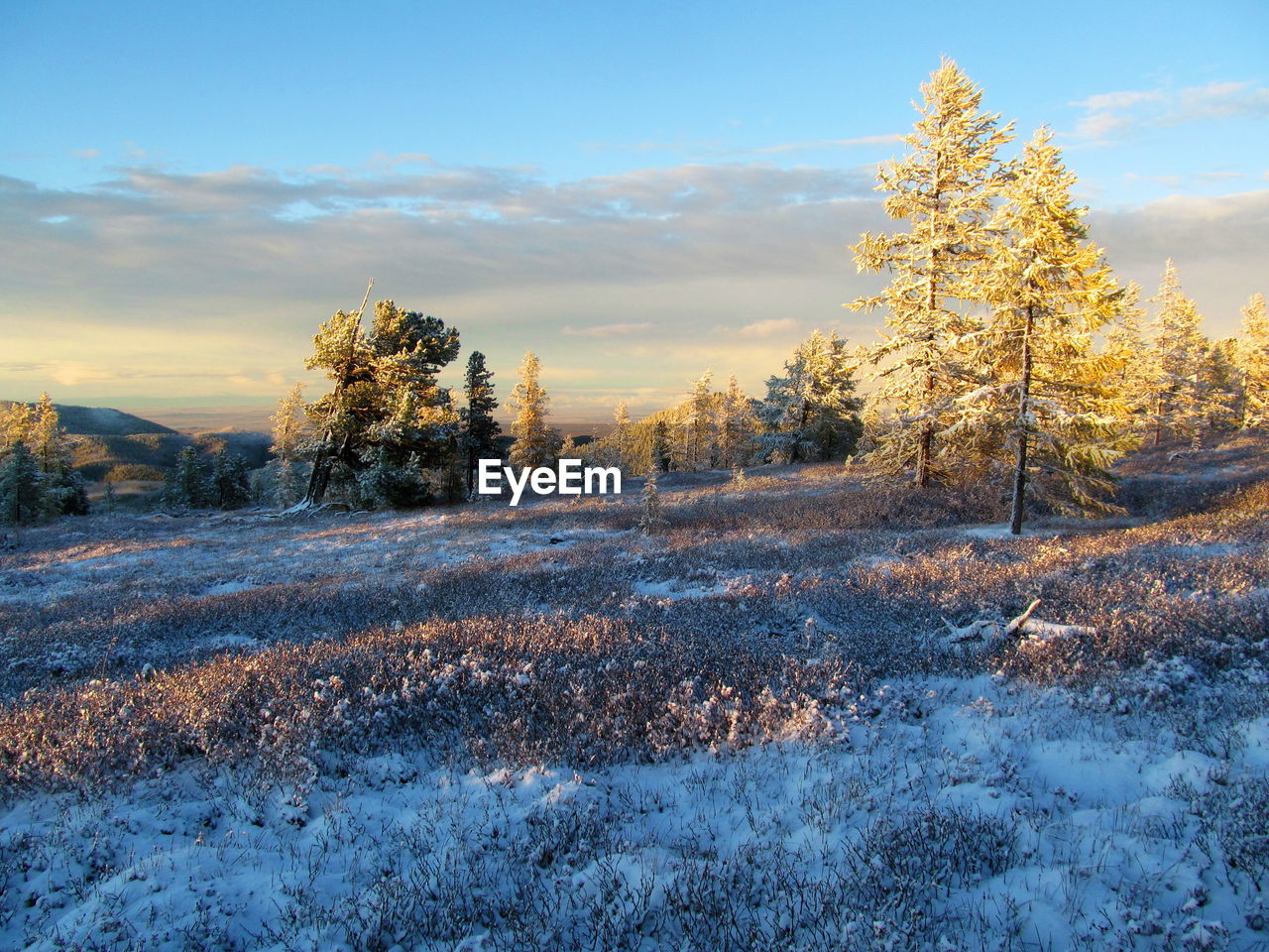 Trees on snow covered field against sky during sunset