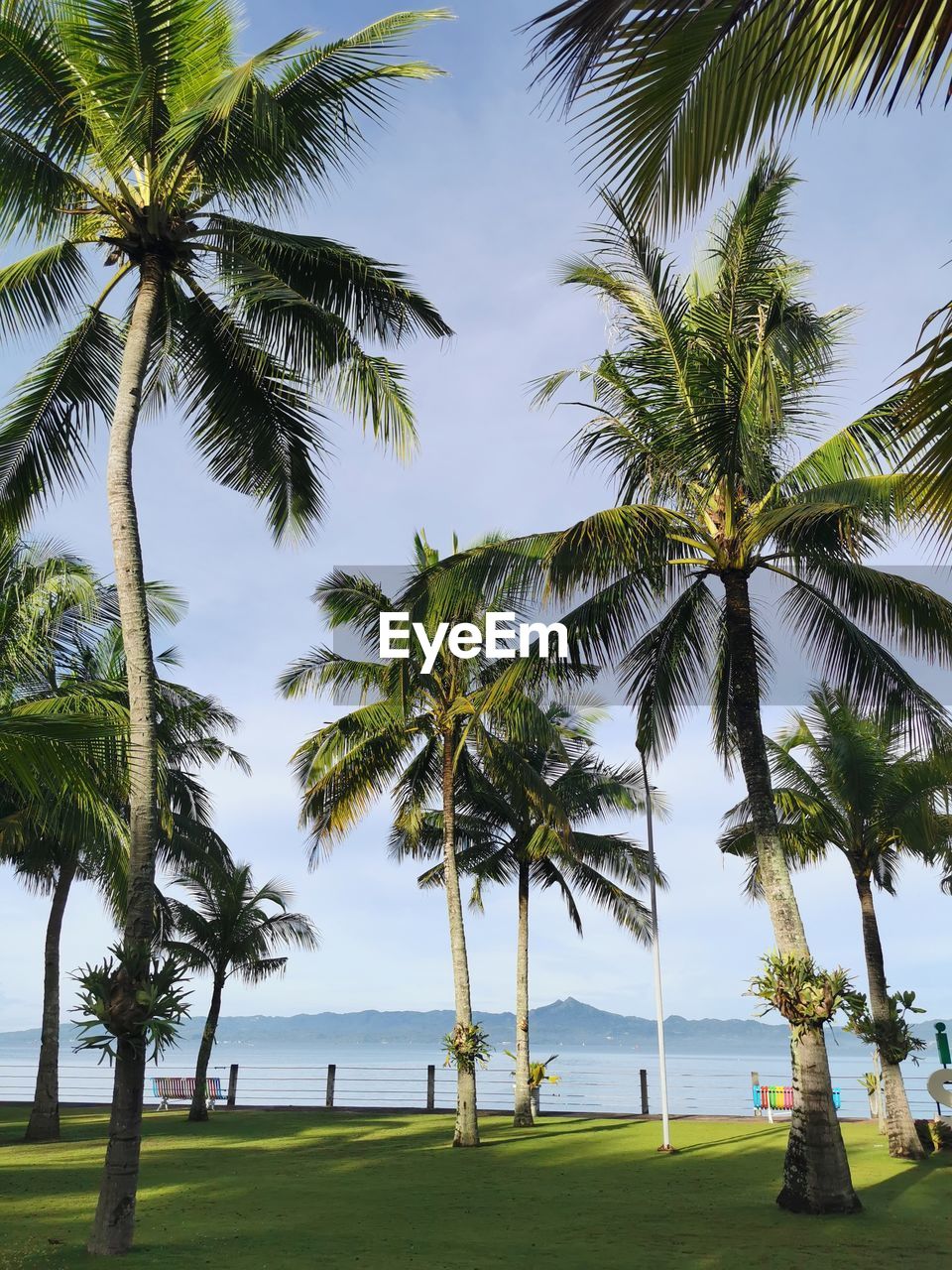 Palm trees on beach