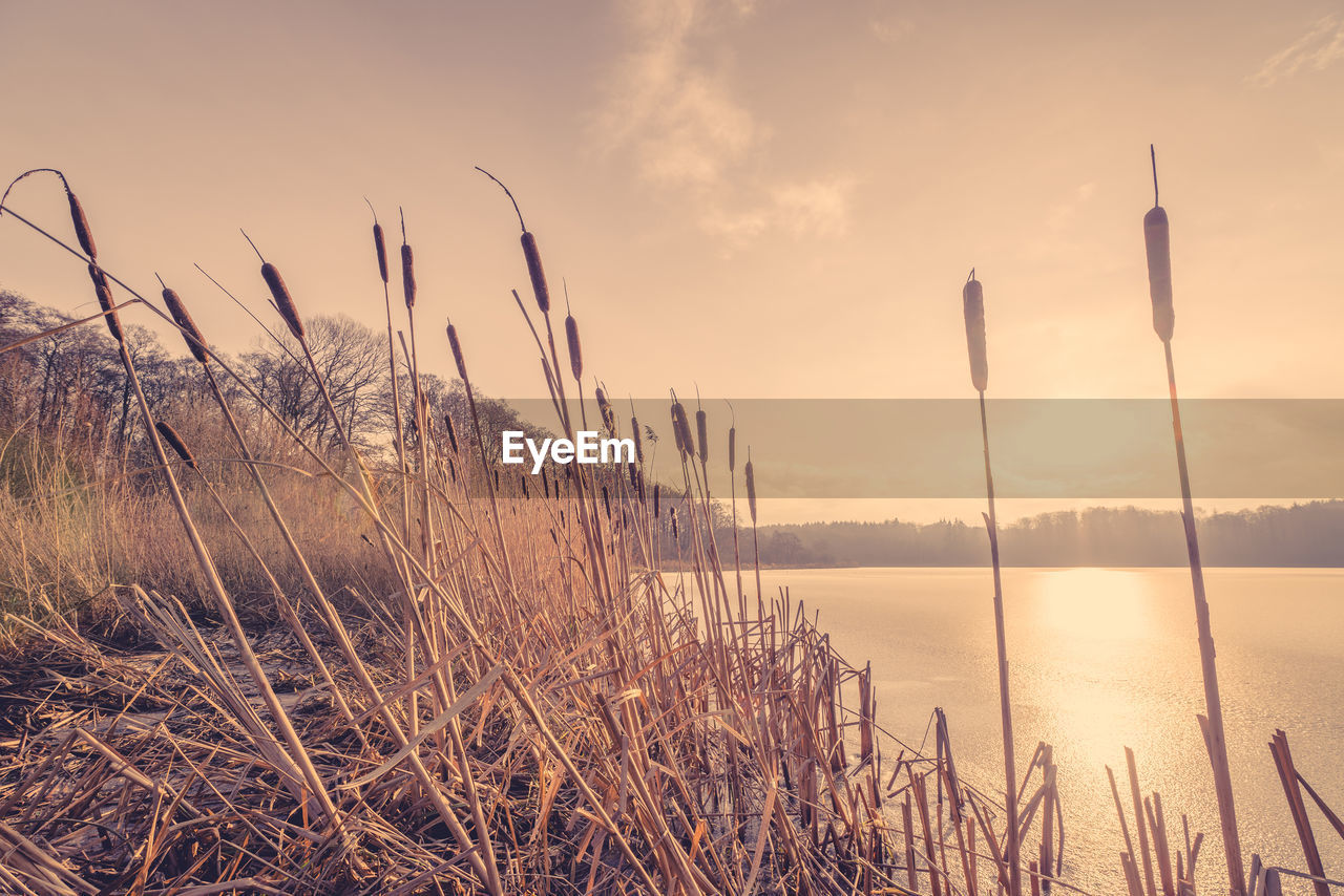 Cattails at lakeshore against sky during sunset