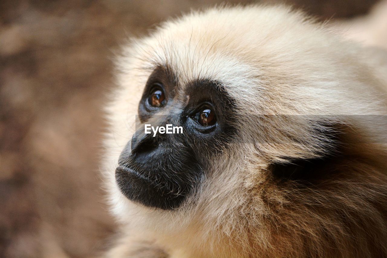 Close-up portrait of a monkey