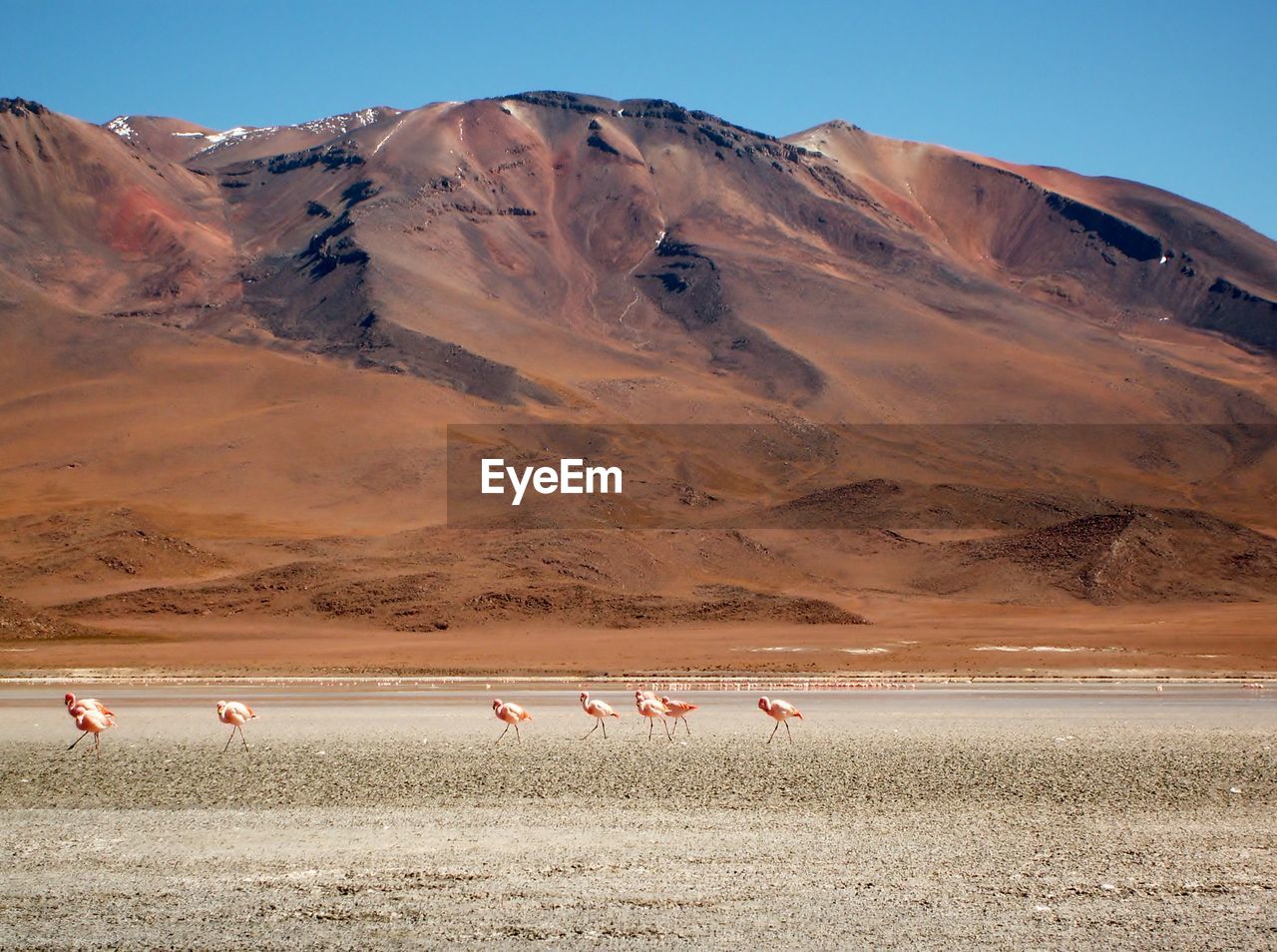 Flamingos in laguna colorada