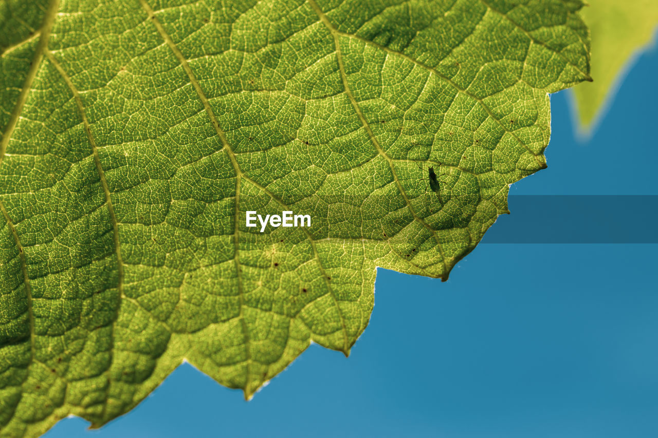 Close-up of green vine leaf against sky