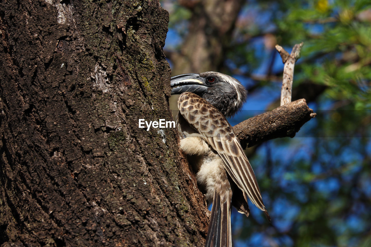 CLOSE-UP OF SPARROW PERCHING ON TREE