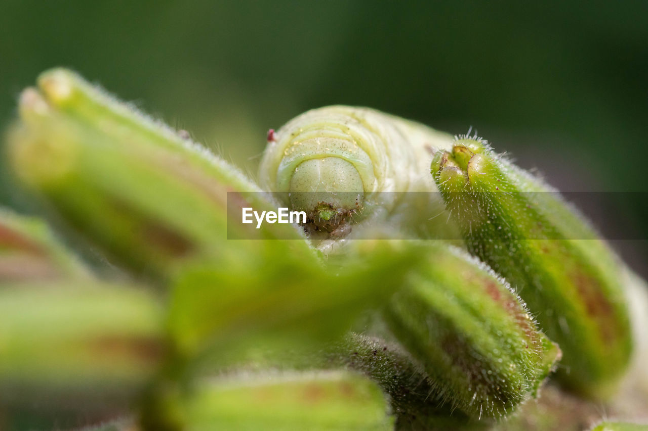 CLOSE-UP OF CATERPILLAR ON PLANT