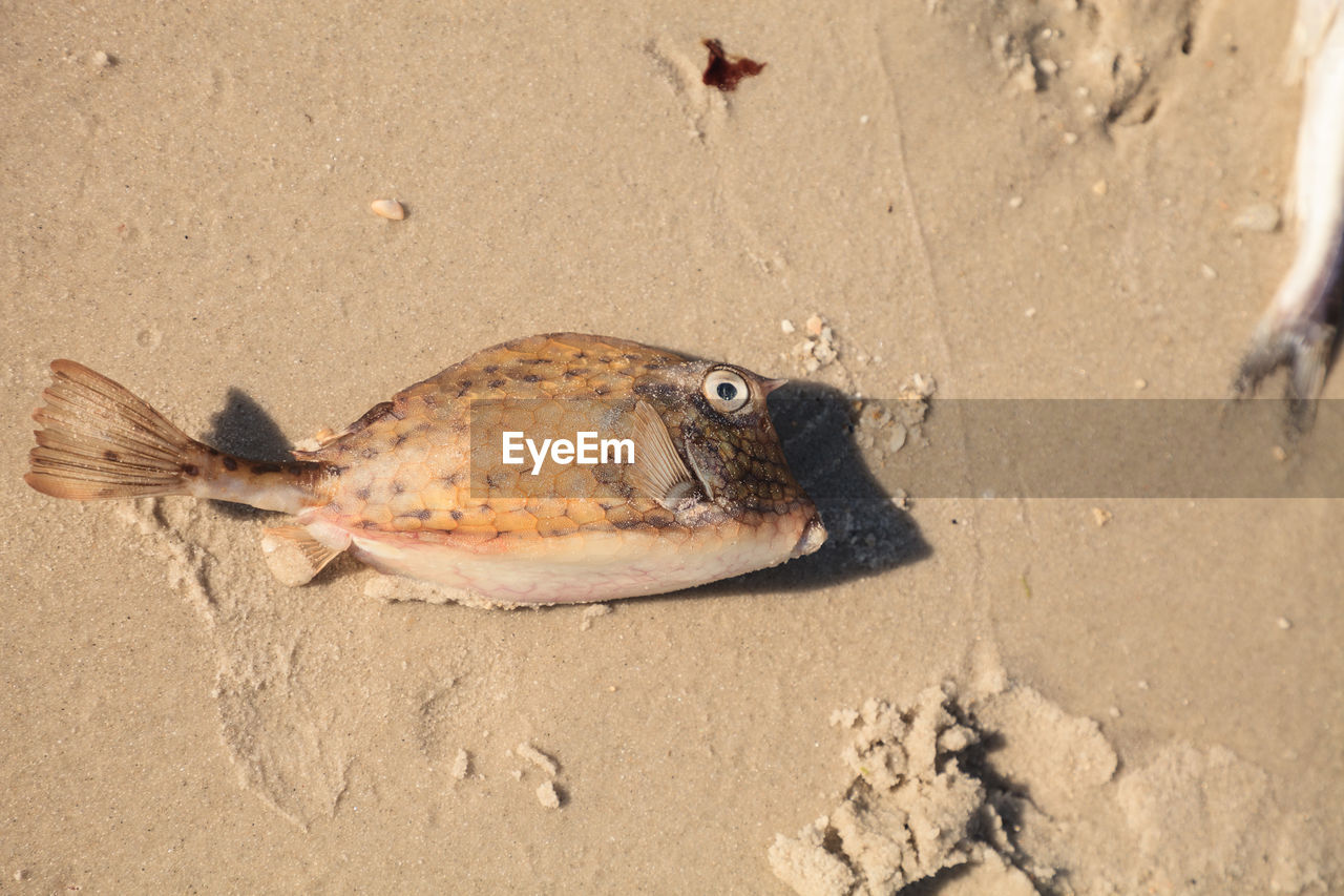 Scrawled cowfish acanthostracion quadricornis that has died from red tide on naples beach in naples