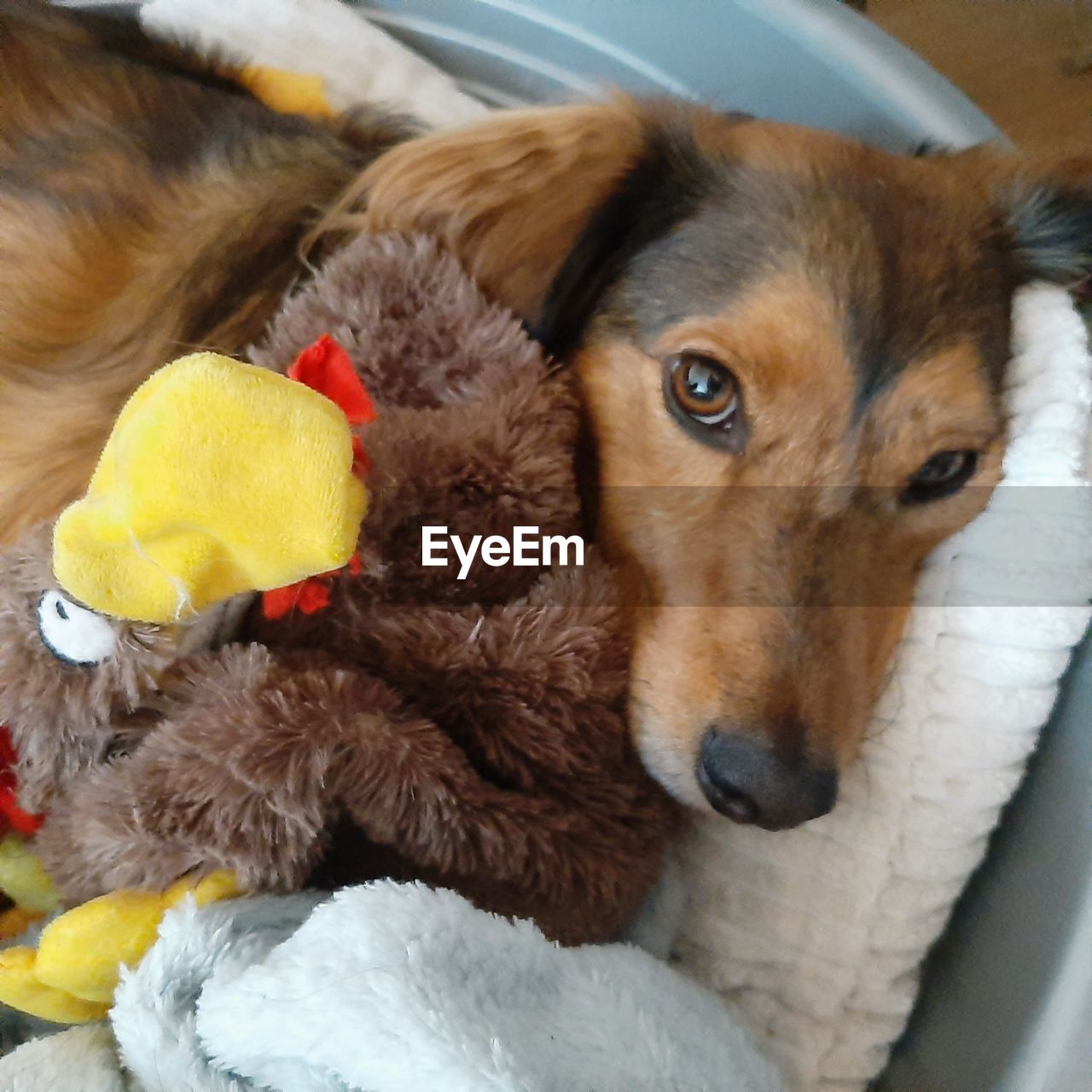 CLOSE-UP PORTRAIT OF DOG WITH TOY