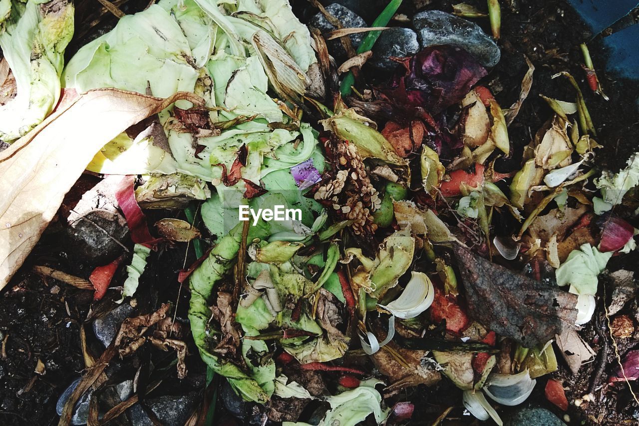 HIGH ANGLE VIEW OF DRY LEAVES ON PLANTS