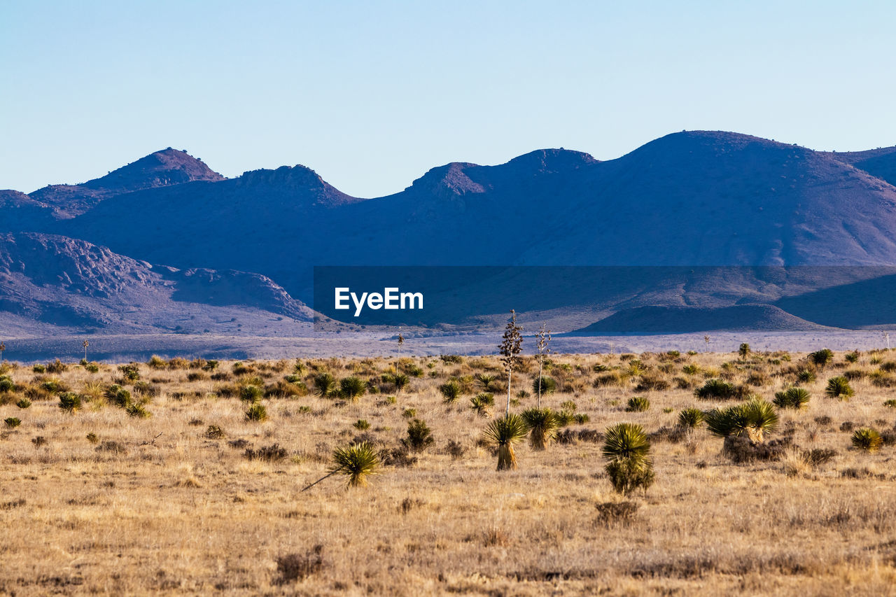 Desert landscape with yucca and mountains