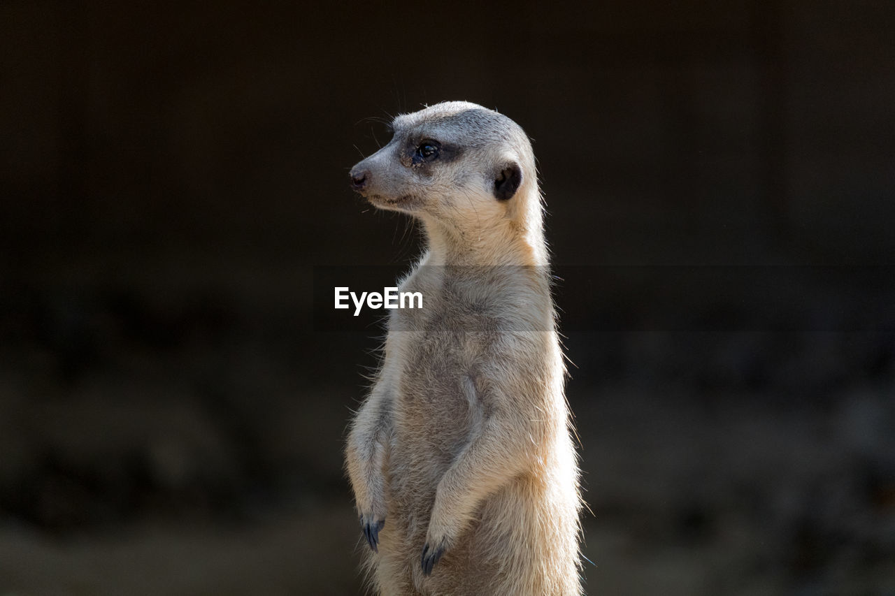 Close-up of a meerkat 