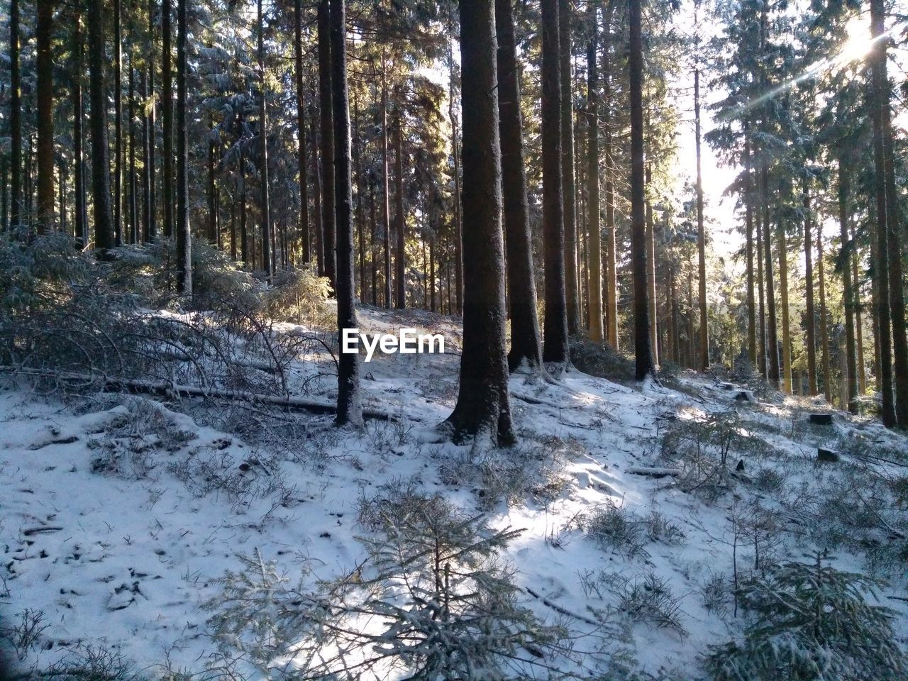 TREES ON SNOW COVERED LAND