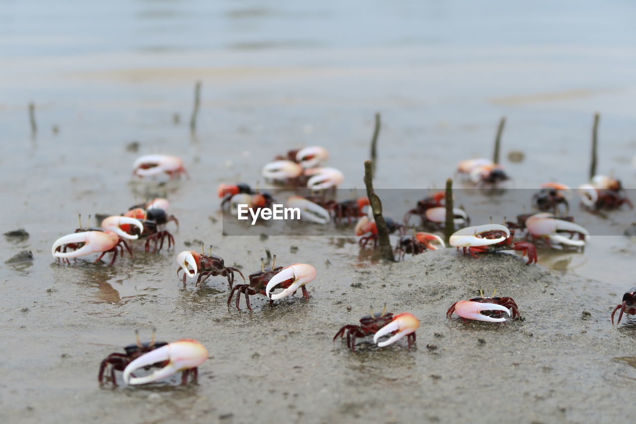 Fiddler crab  colony in mangrove rainforest
