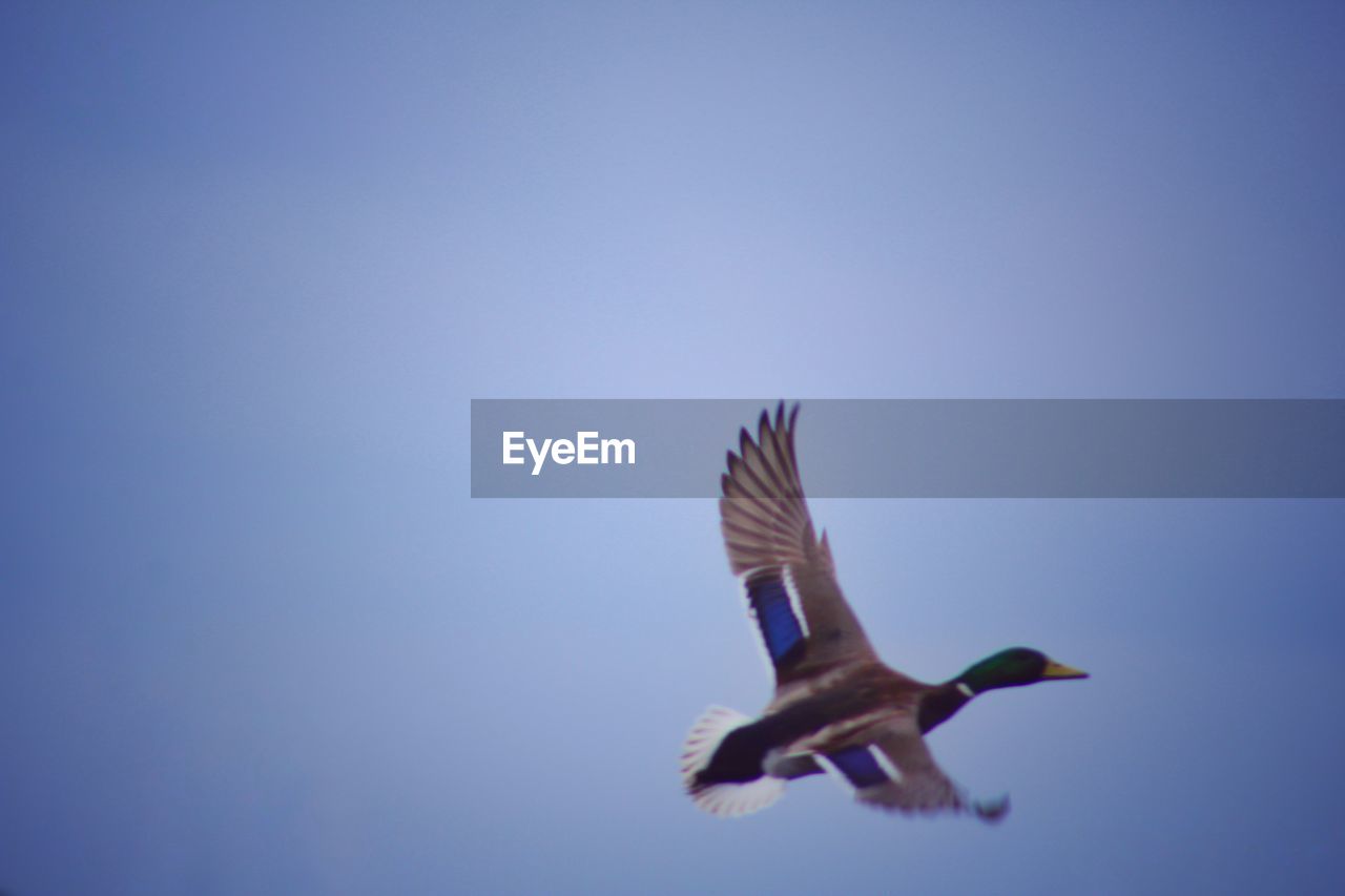 Low angle view of mallard duck flying in clear sky