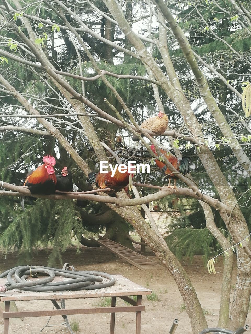 BIRDS PERCHING ON TREE