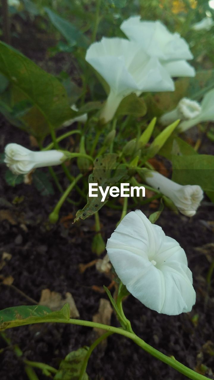 CLOSE-UP OF WHITE FLOWERS BLOOMING OUTDOORS