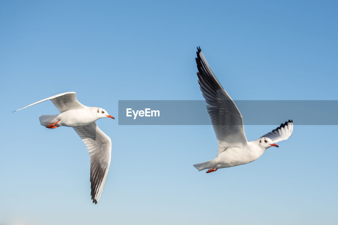 LOW ANGLE VIEW OF SEAGULLS FLYING