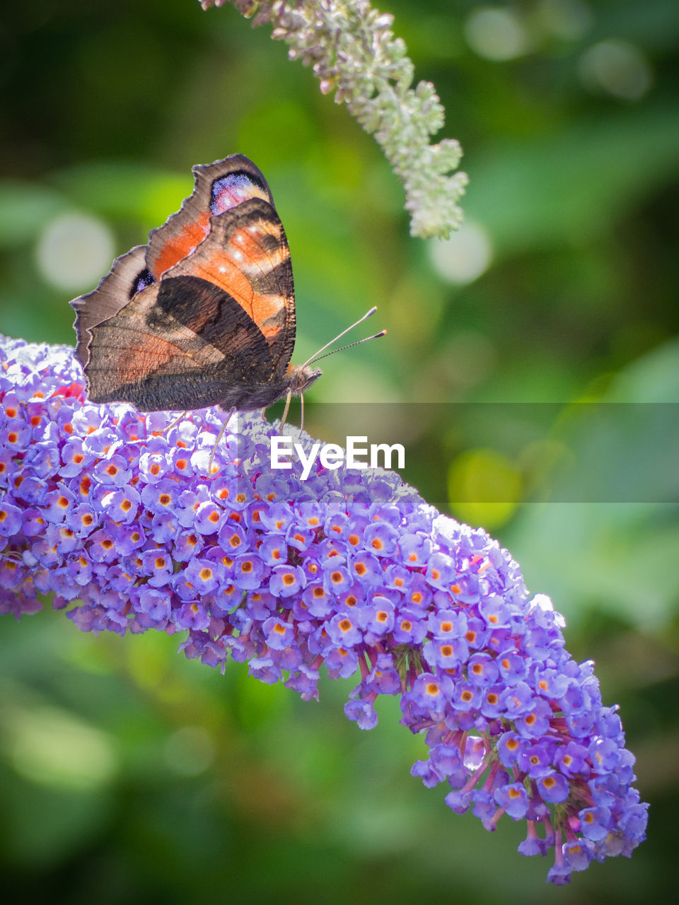 Close-up of butterfly pollinating on flower