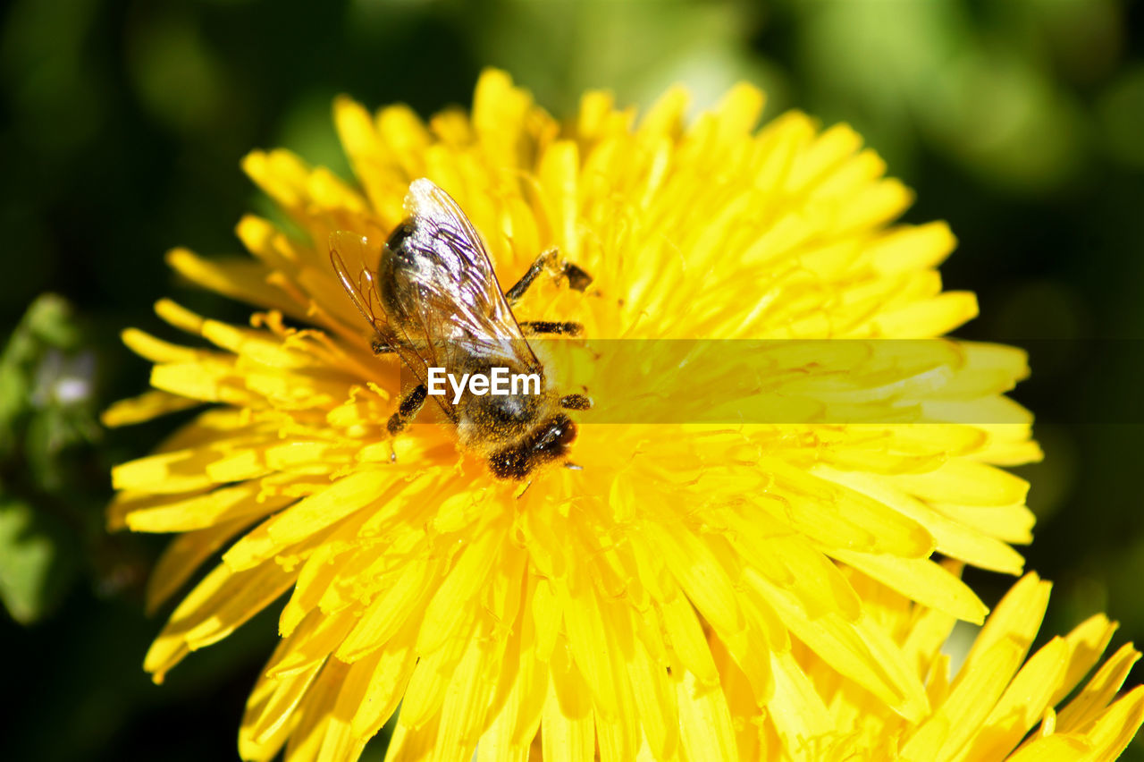 CLOSE-UP OF HONEY BEE POLLINATING ON YELLOW FLOWER