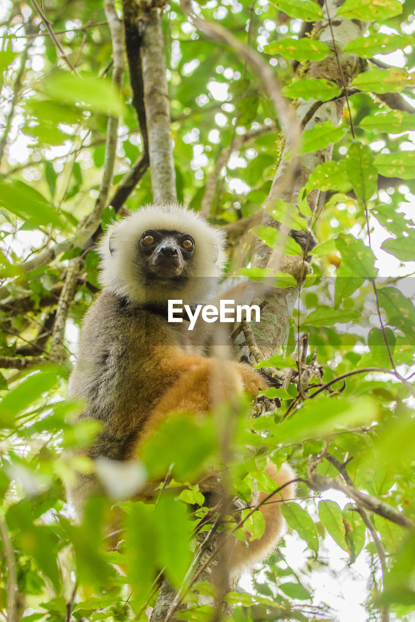 LOW ANGLE VIEW OF MONKEY SITTING ON TREE BRANCH