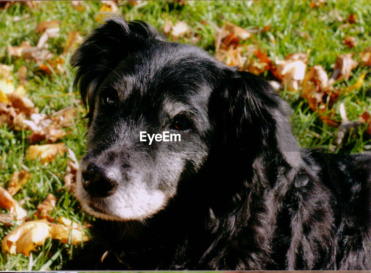 one animal, canine, dog, animal themes, pet, animal, domestic animals, mammal, puppy, black, plant, no people, nature, grass, day, portrait, focus on foreground, land, field, looking, animal body part, outdoors, close-up, looking at camera, border collie, animal head, lying down