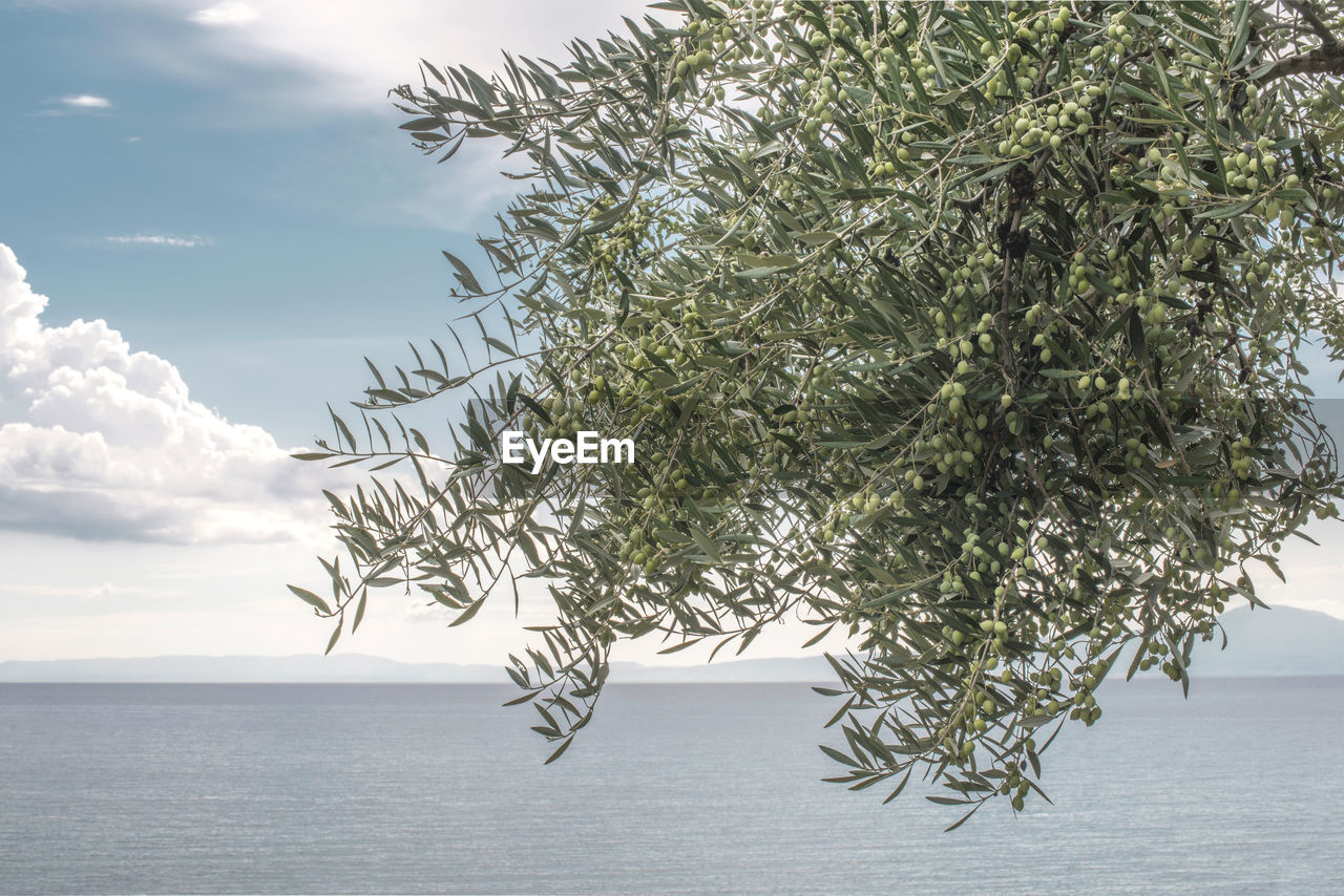 Tree by sea against sky