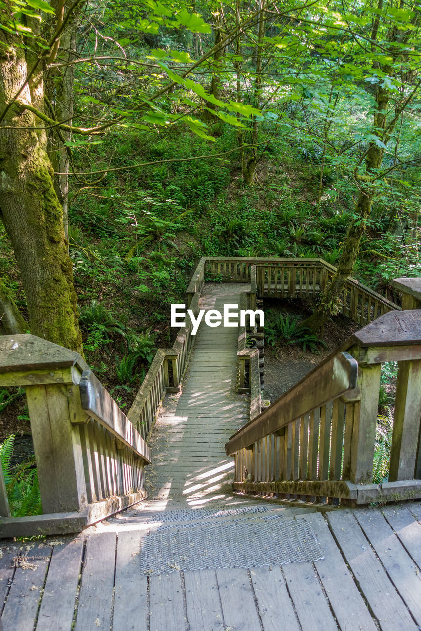 Wooden bridge in forest