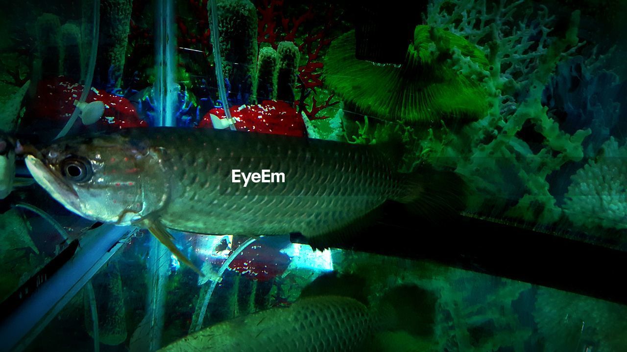 FISH SWIMMING IN AQUARIUM