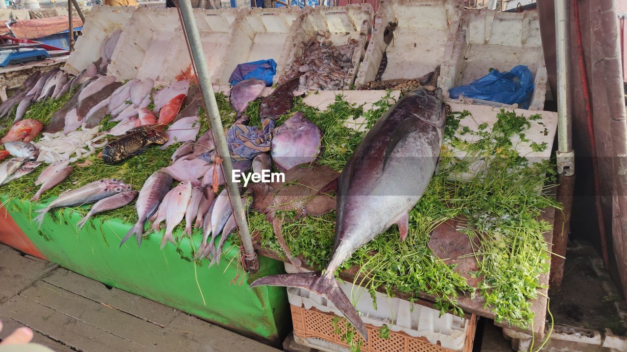 High angle view of fish