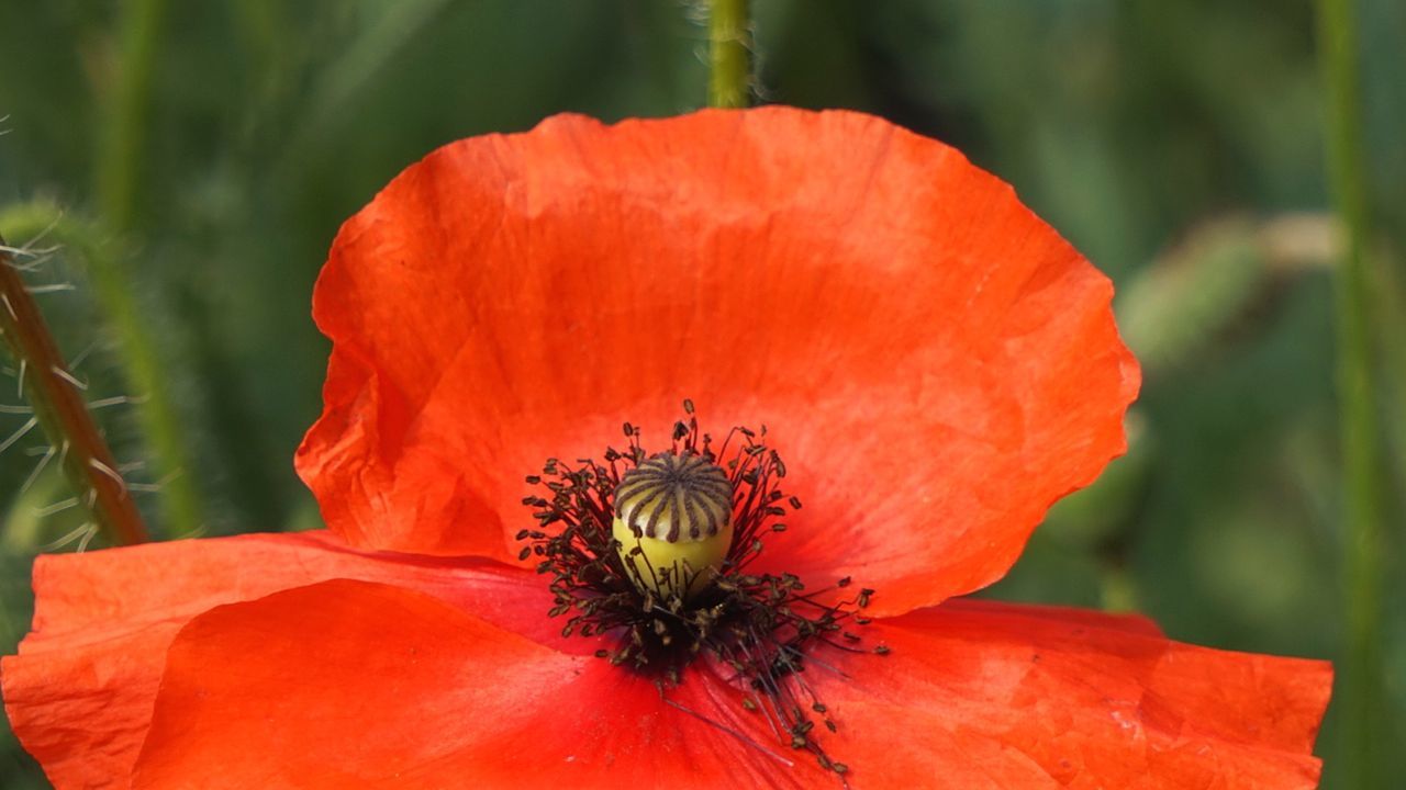 CLOSE-UP OF RED HIBISCUS