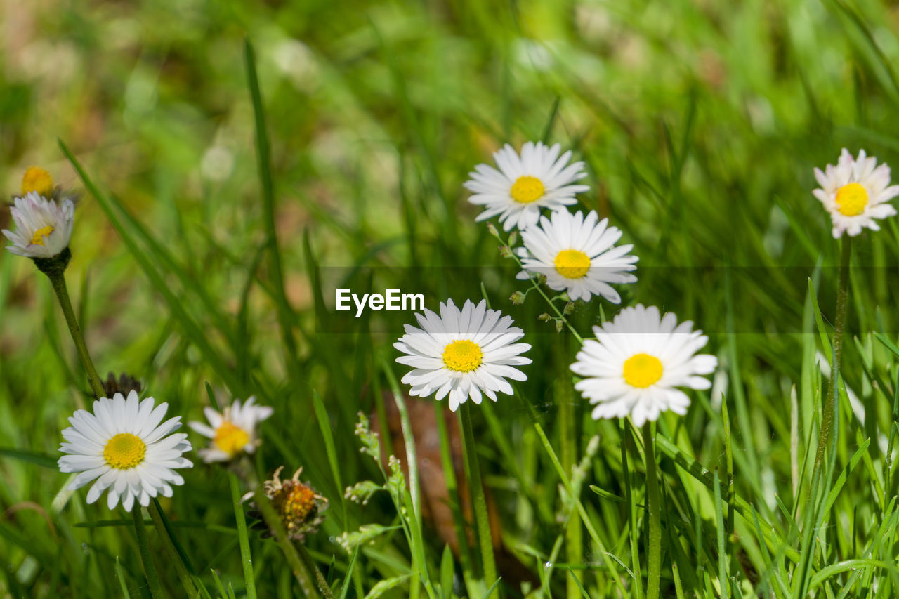 Close-up of white daisy flowers