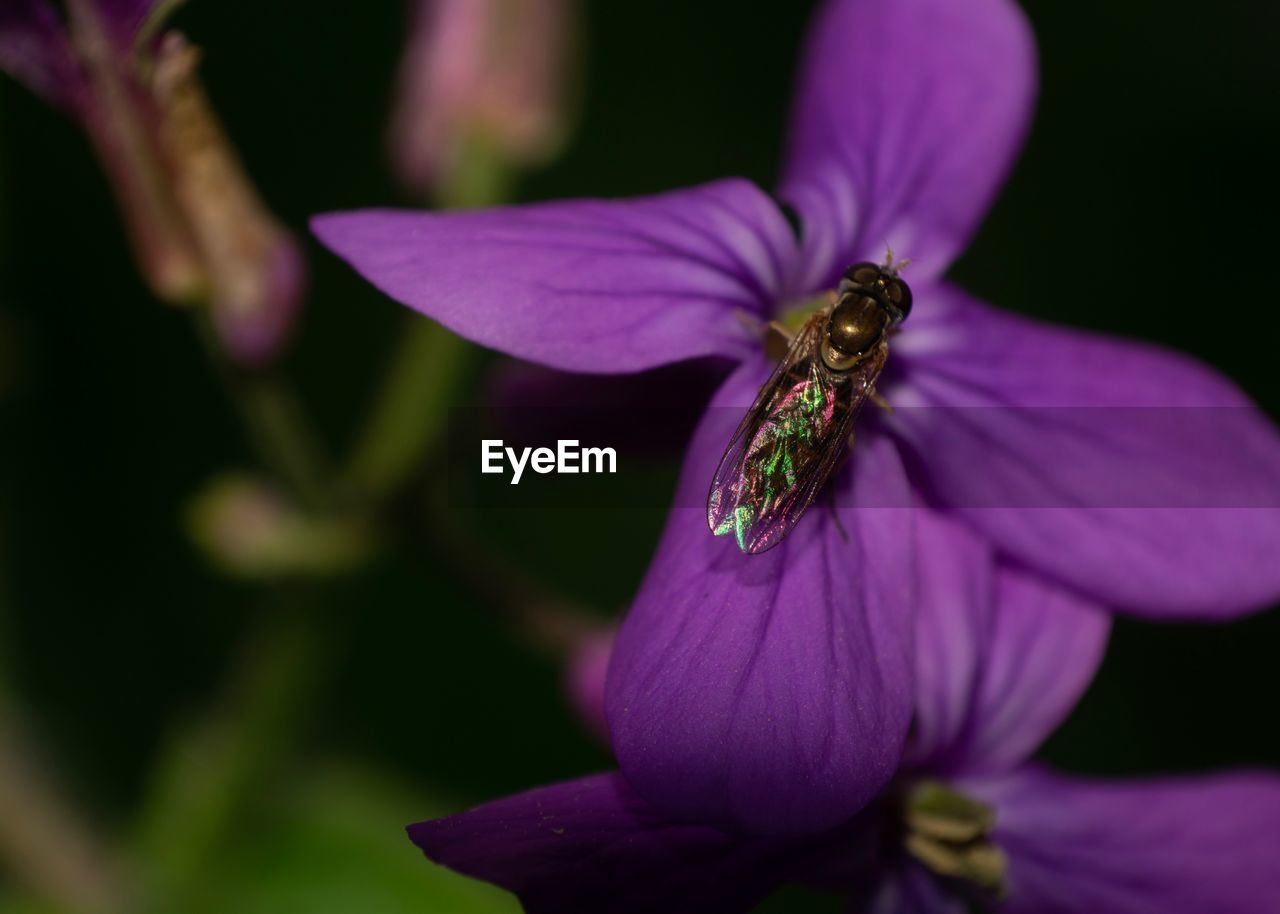 CLOSE-UP OF INSECT ON PURPLE CROCUS