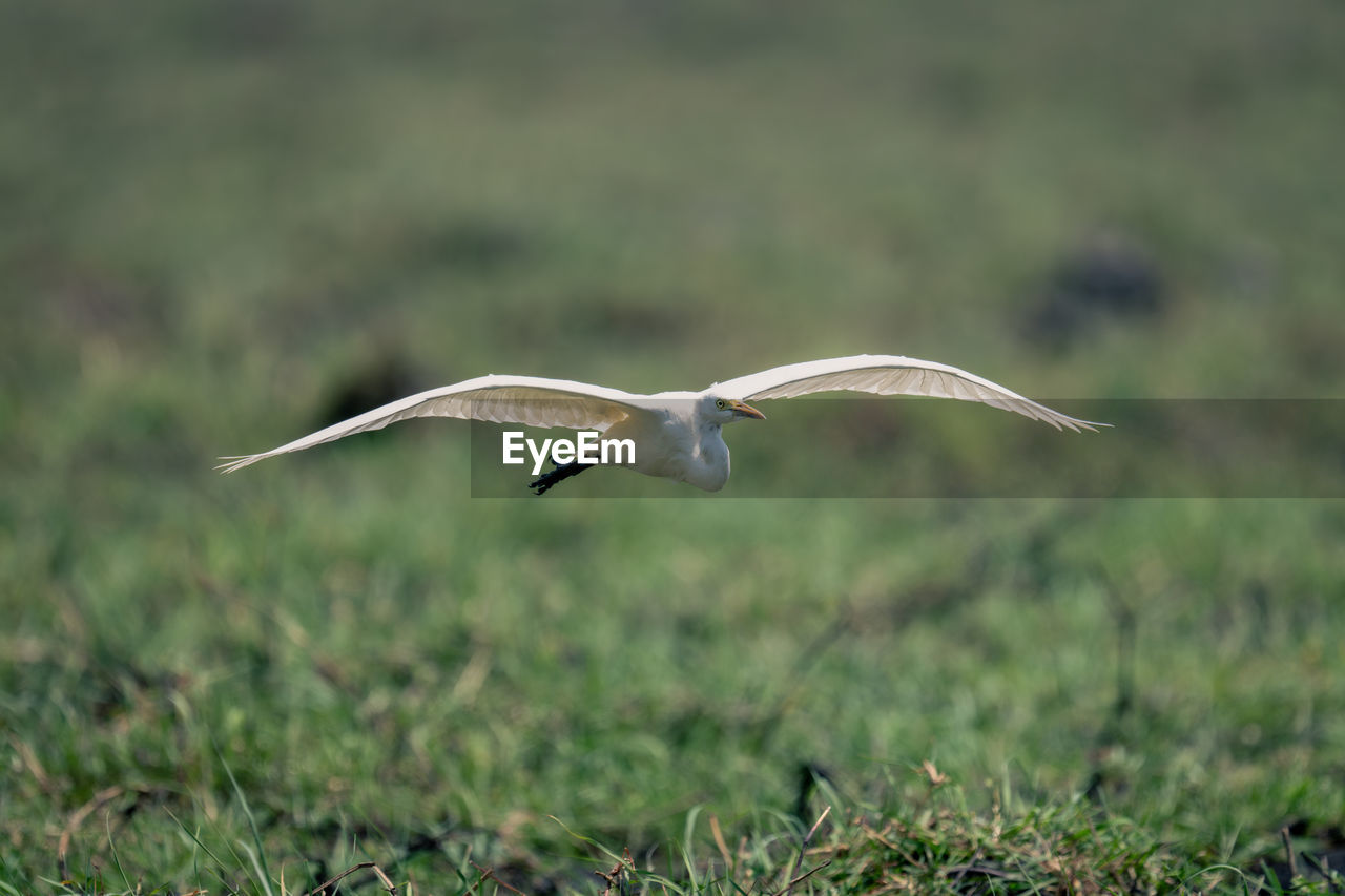 close-up of bird flying over field