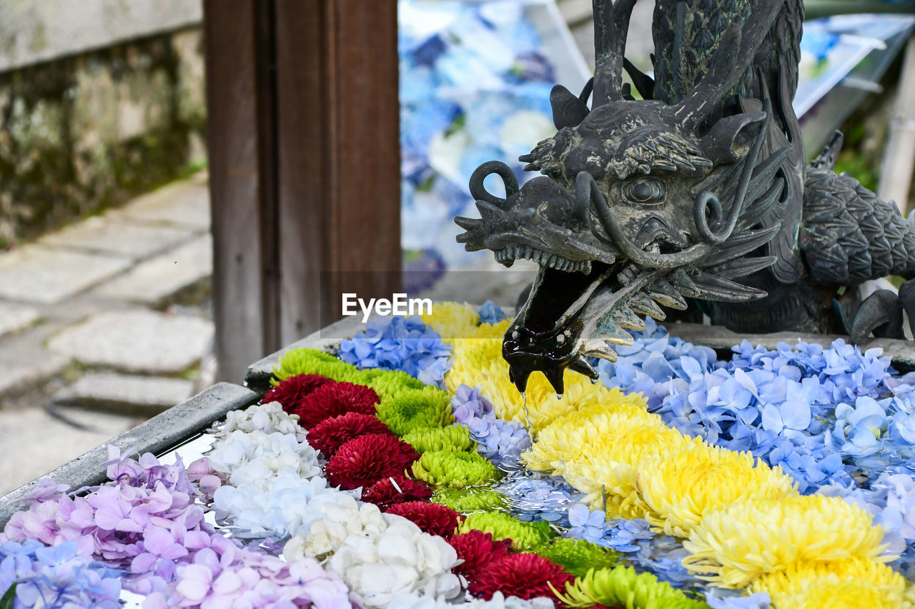 Close-up of watering flowers and dragon