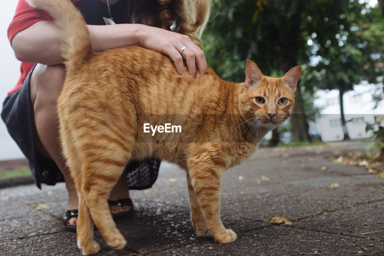 Low section of woman crouching by ginger cat on footpath