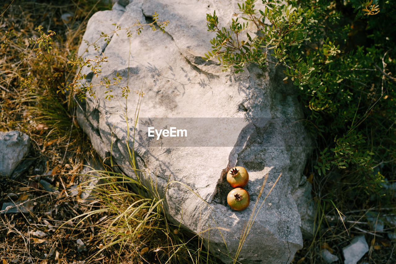 HIGH ANGLE VIEW OF SNAKE ON ROCK