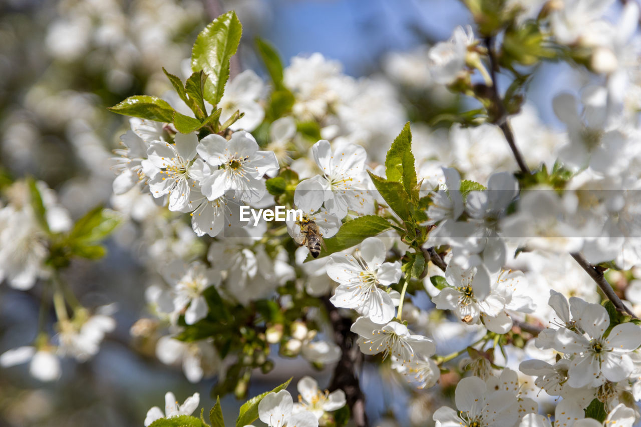 A bee collects pollen in flowers of a old sour cherry tree