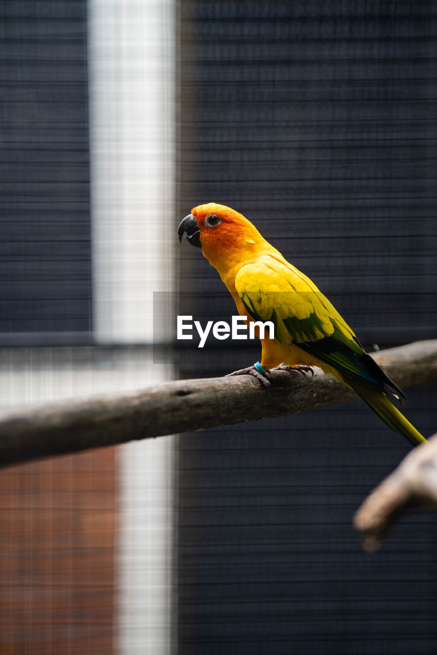 Close-up of parrot perching in cage