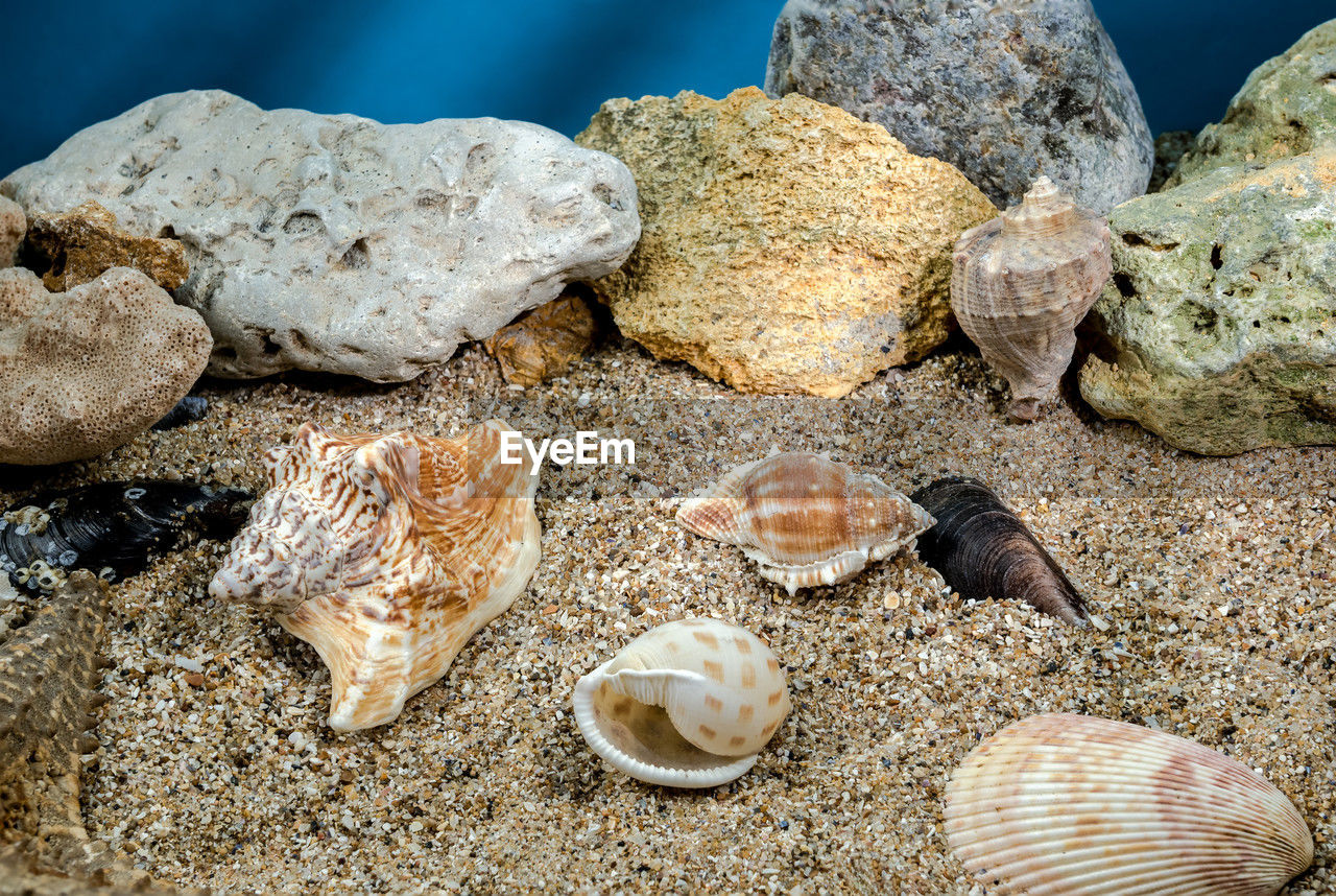 Several different seashells on a sand underwater