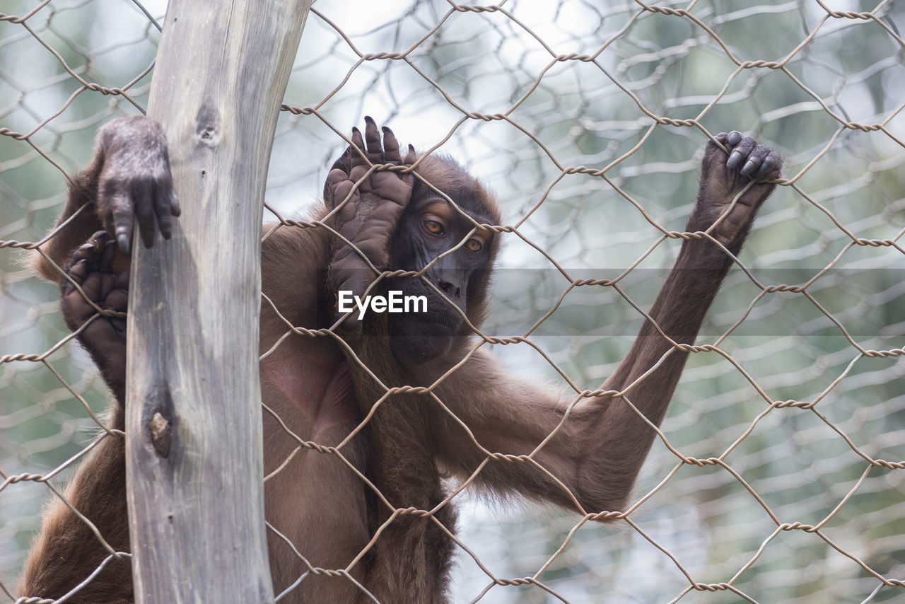 Close-up of monkey in cage