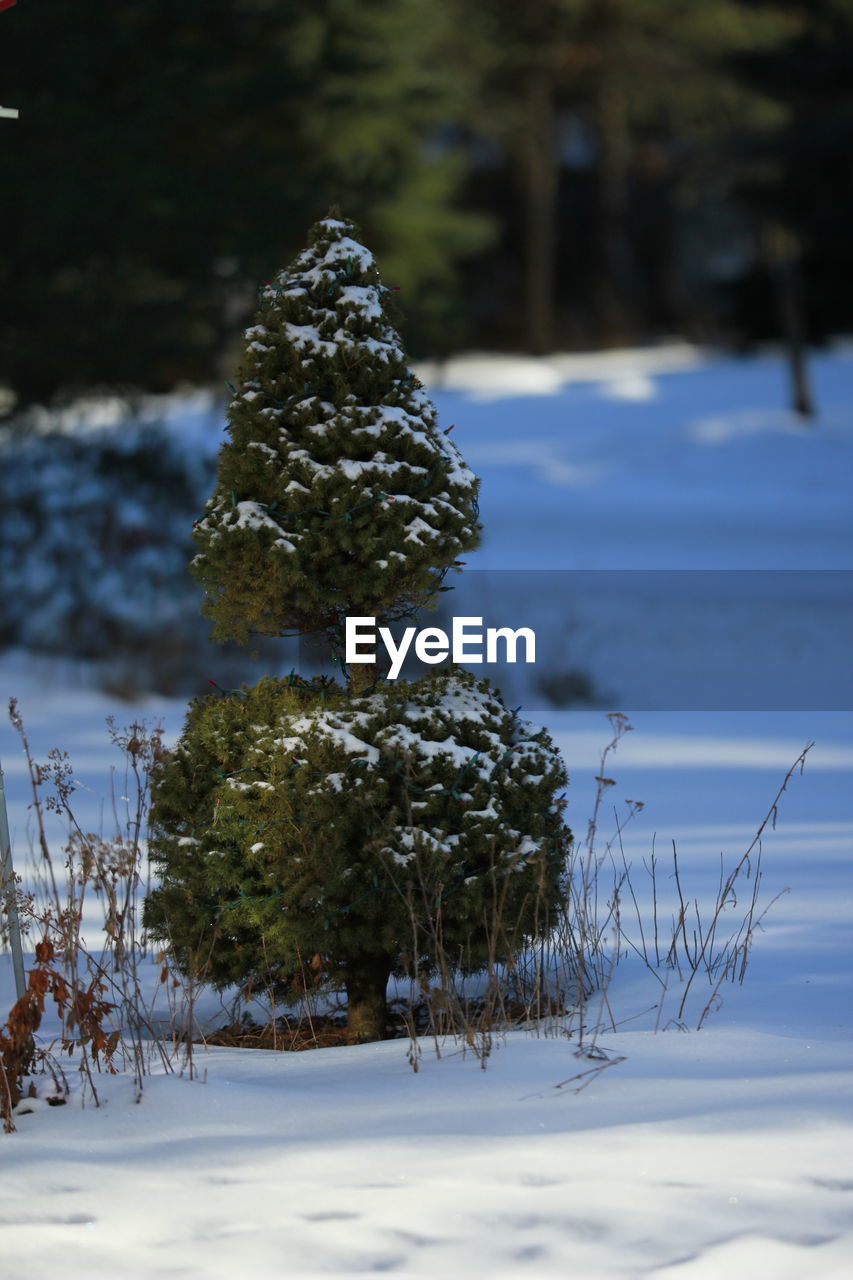 Trees on snow covered field